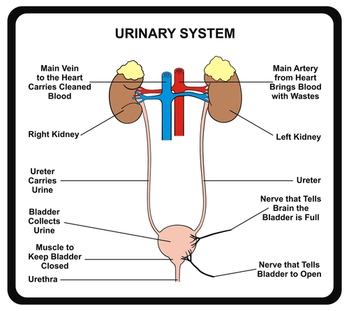 Reconstructive urology: Restoring normal function
